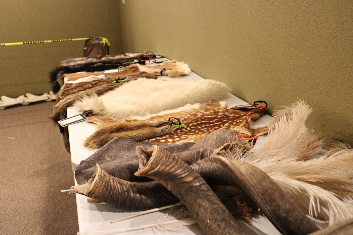 A line of furs in Lasting Legacy Wildlife Museum's "Touchy-feely room."