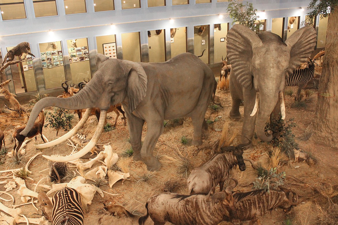 The Africa exhibit is the largest display of taxidermied animals at Lasting Legacy Wildlife Museum in Ritzville.