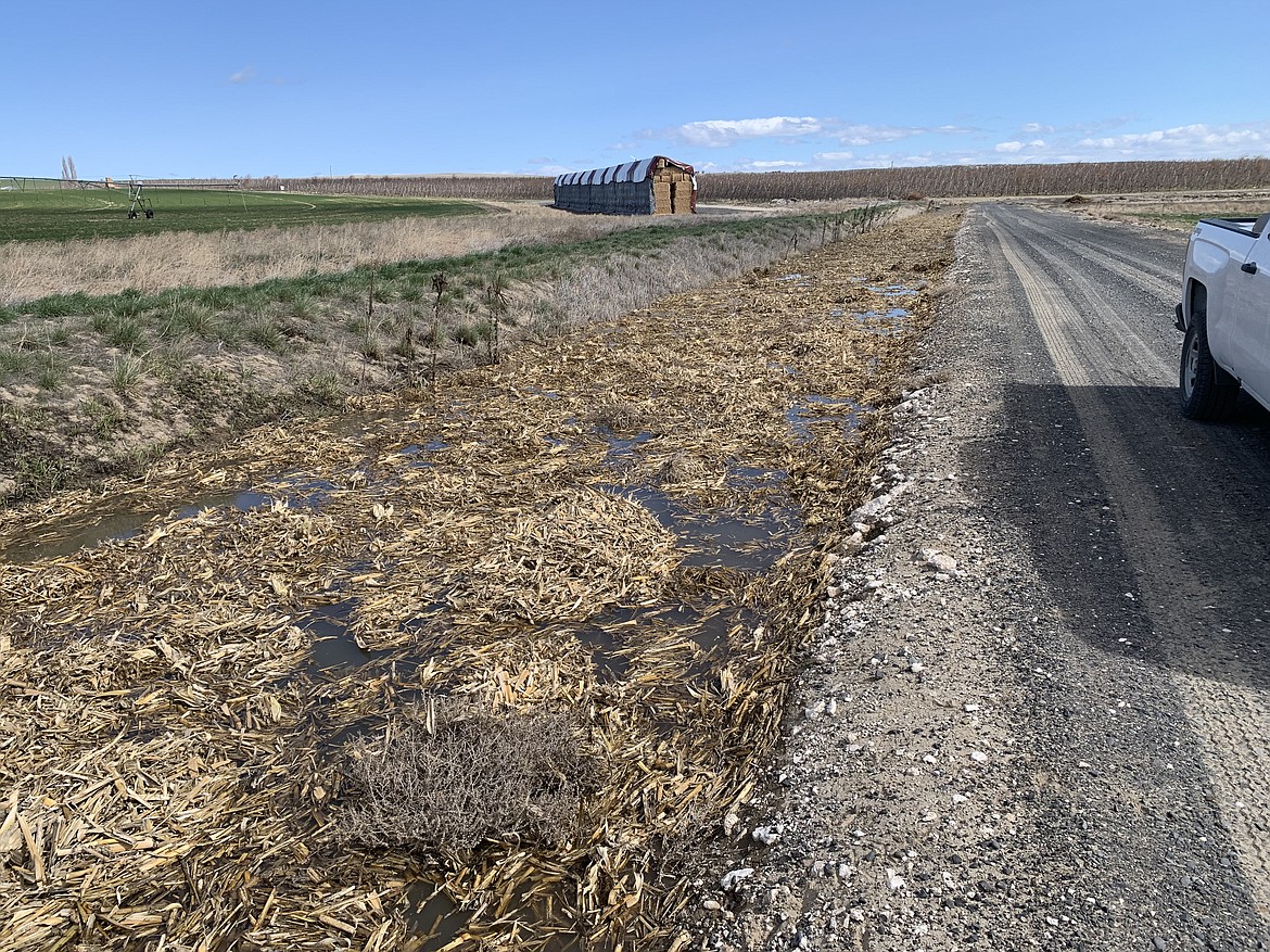 Weeds and debris blown into a portion of the Blythe section of a Quincy-Columbia Basin Irrigation District ditch after that massive windstorm in late March. The storm kept district crews busy cleaning out debris across the hundreds of miles of canals and ditches, and is one reason the district is replacing smaller irrigation ditches with buried pipes.