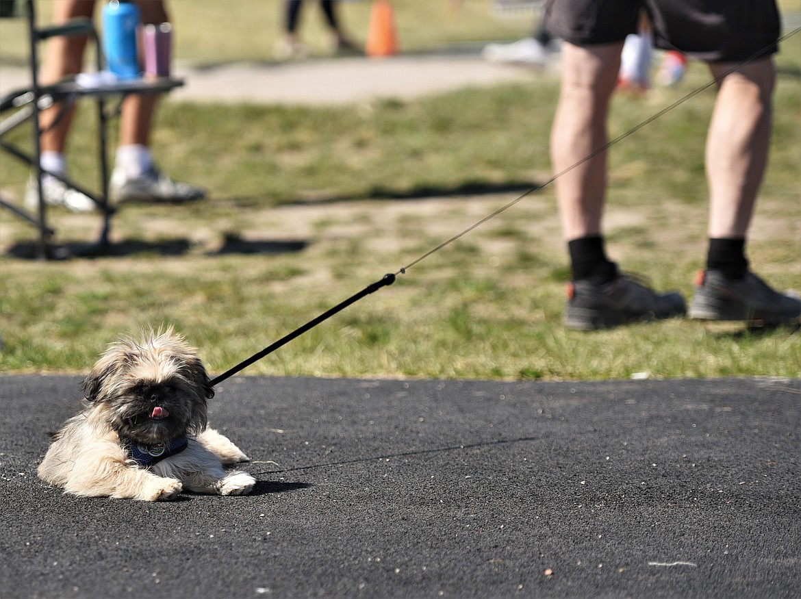 This one needed a rest in the sun during the Dilly Bar Invitational track meet Saturday at Ronan. (Scot Heisel/Lake County Leader)