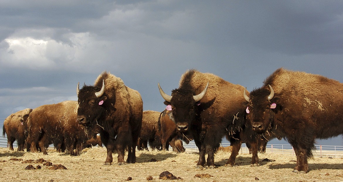 FILE - In an April 24, 2012, file photo, a herd of bison stand in a pen on the Fort Peck Reservation near Poplar, Mont. Montana Gov. Greg Gianforte has ended a bison management plan that would have allowed the wide-ranging animals to be restored in more areas of the state. The Republican announced Tuesday, April 20, 2021, that the state had settled a lawsuit brought the year before against the administration of his Democratic predecessor over adoption of the bison plan. Gianforte said he was acting to protect ranchers and farmers. (AP Photo/Matthew Brown, File)