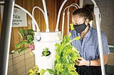 Lessons from a garden in the cafeteria