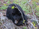 Legislature OK’s spring black bear hunting with hounds; Concerted effort against wolves is also in several bills