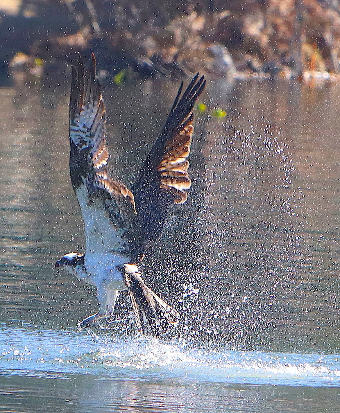 Osprey fly high and low on Fernan Lake on a recent Sunday.