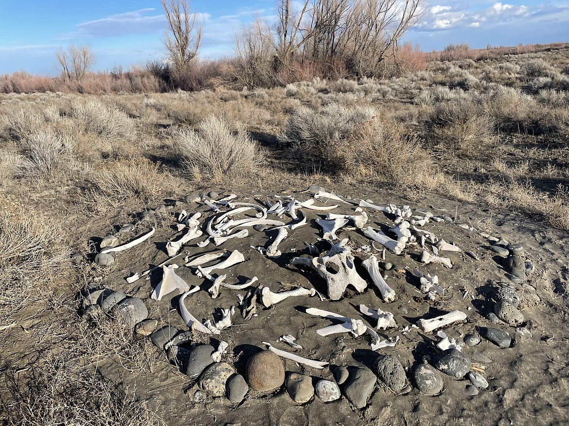 A bone shrine, made of desert findings, off Road C NE in Moses Lake.