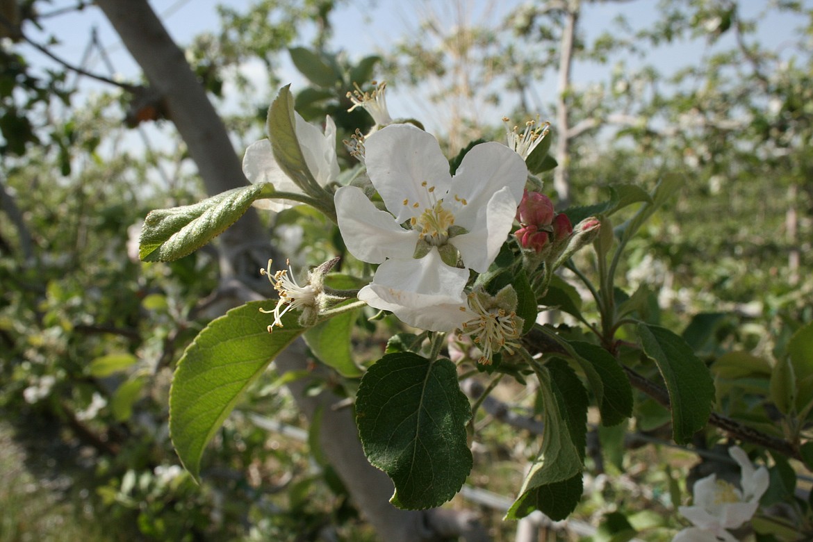 Apple blossoms start to open in an orchard near Mattawa Thursday.