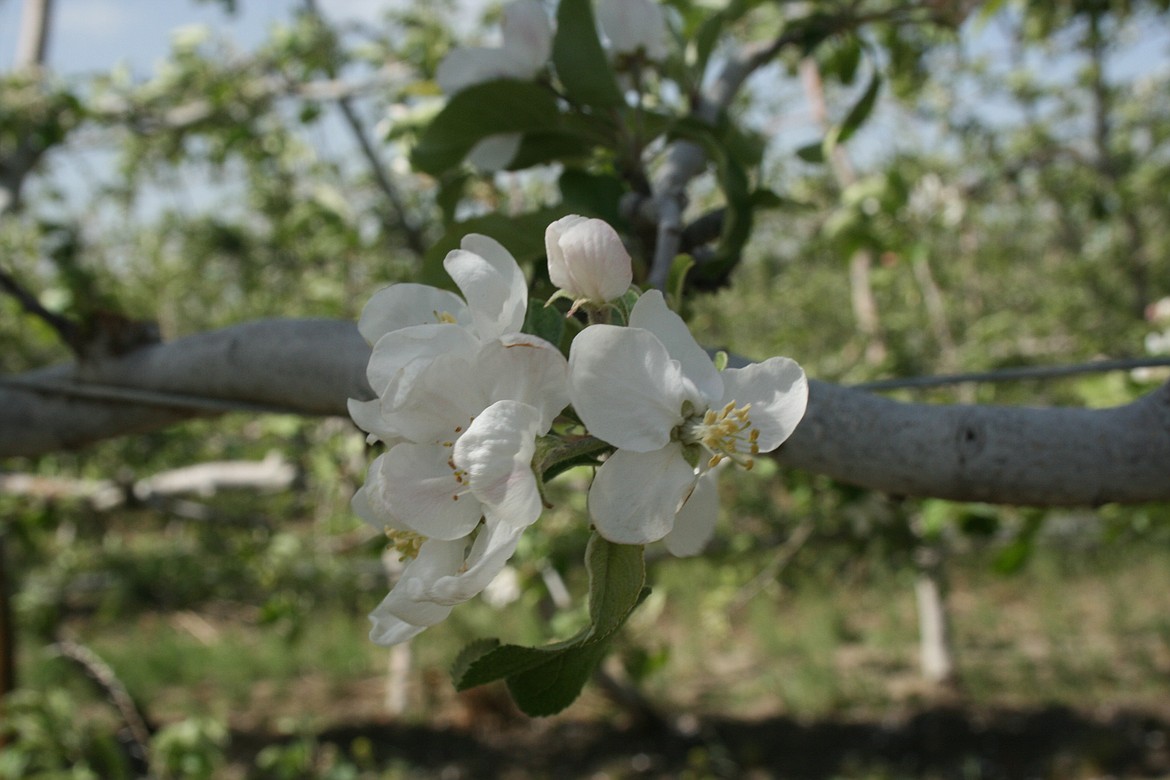 Apple blossoms start filling the trees in a Mattawa-area orchard Thursday.