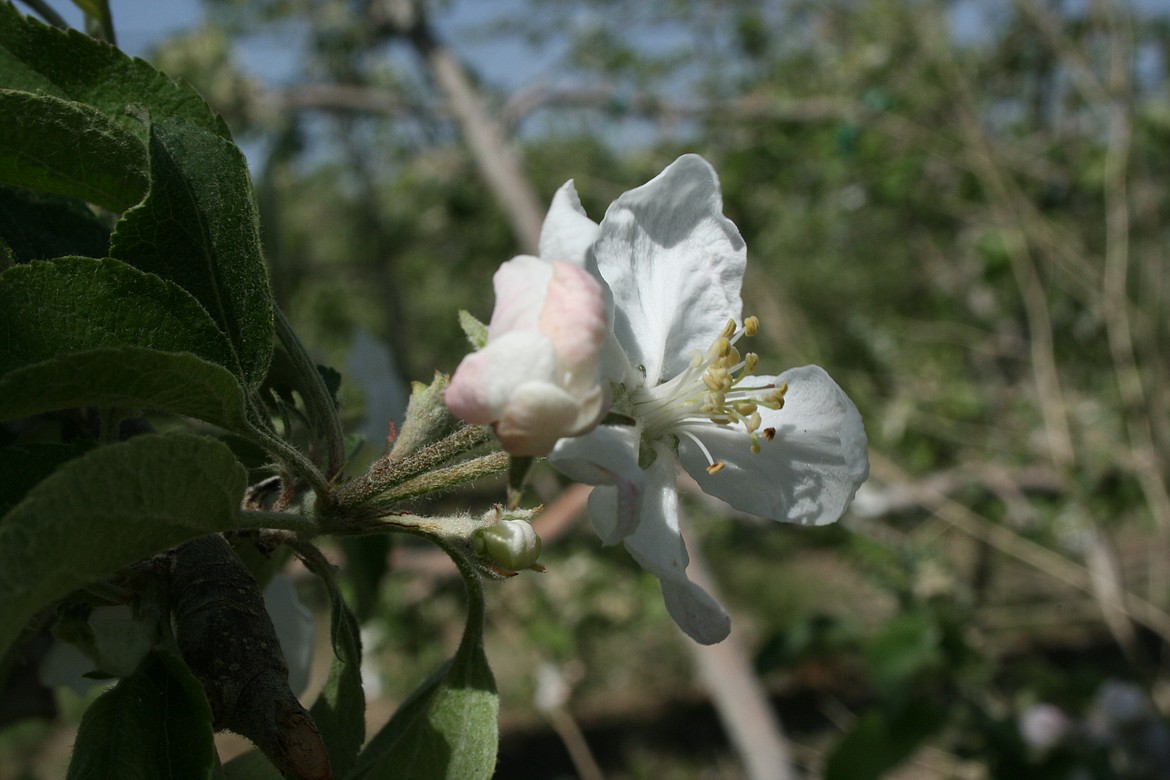 Bloom season has begun in this apple orchard near Mattawa Thursday.