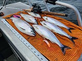 Fewer kokanee at Lake Roosevelt