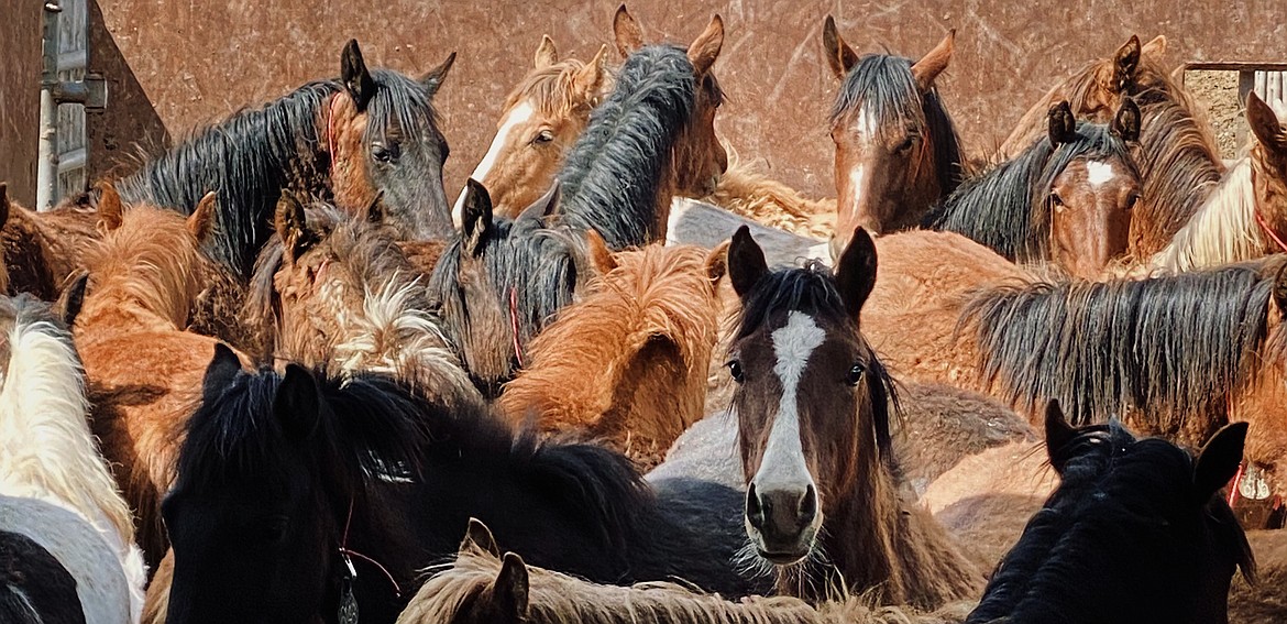 Wild horses fill the BLM corral in Burns, Oregon. Stacia Stevens and Tenaya Welsh chose their horses for the Extreme Mustang Makeover from this group. (Cori Malloy photo)