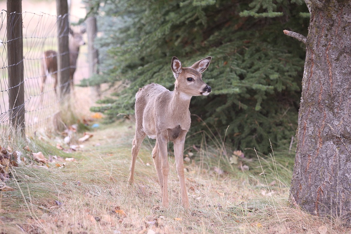 Deer in Dalton crosshairs Coeur d'Alene Press