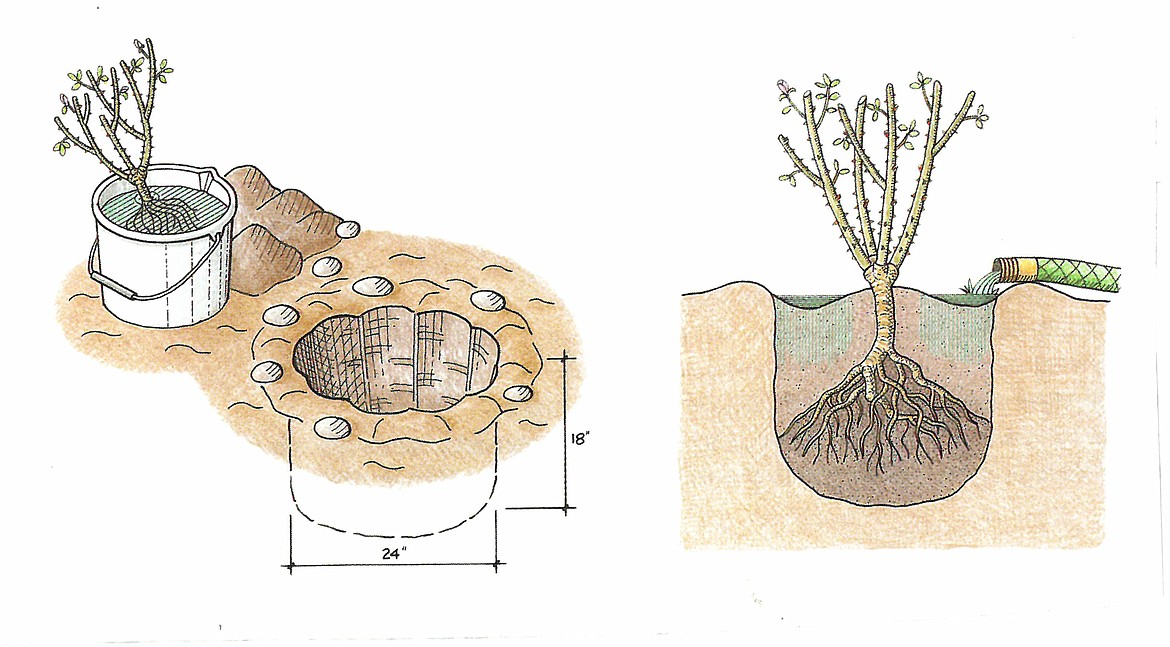 When planting bare-root roses, make sure to cover union of stem and branches as shown.