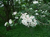 Serviceberry is ideal choice for your yard