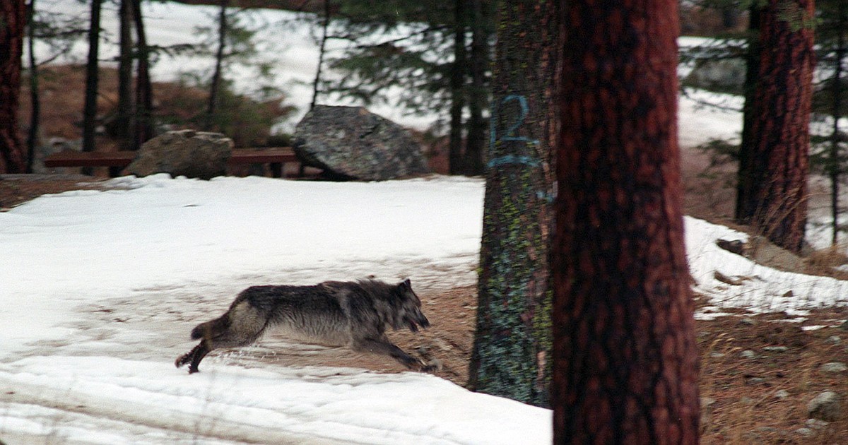 Idaho officials kill three wolves to aid Panhandle elk