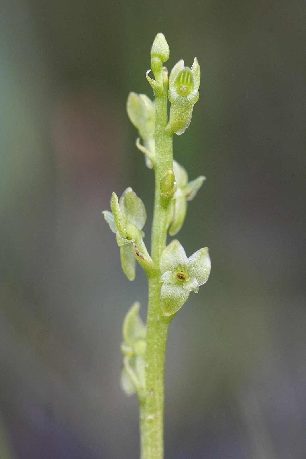 In Hawaii, if the 50 or so very rare and endangered Hawaiian Bog Orchids (Peristylus holochila) left in the world weren’t fenced off, they’d be eaten by wild pigs.