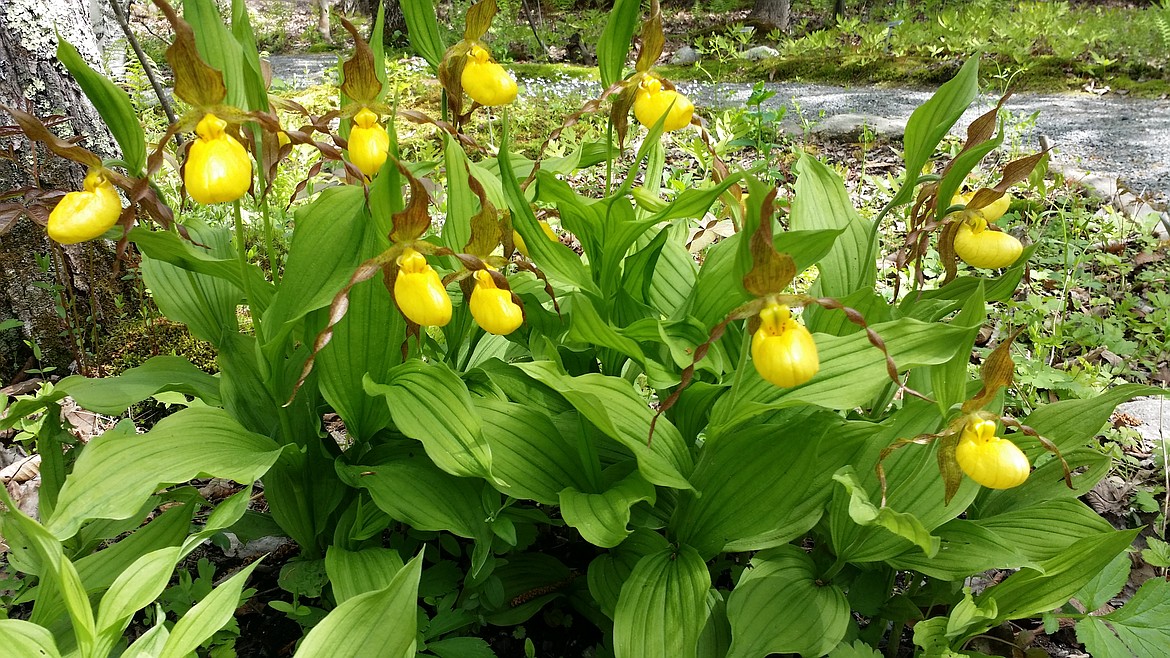 Lady Slipper orchids are native to Idaho and most of North America from Canada to Mexico and are available at garden centers for planting in backyard shady spots.