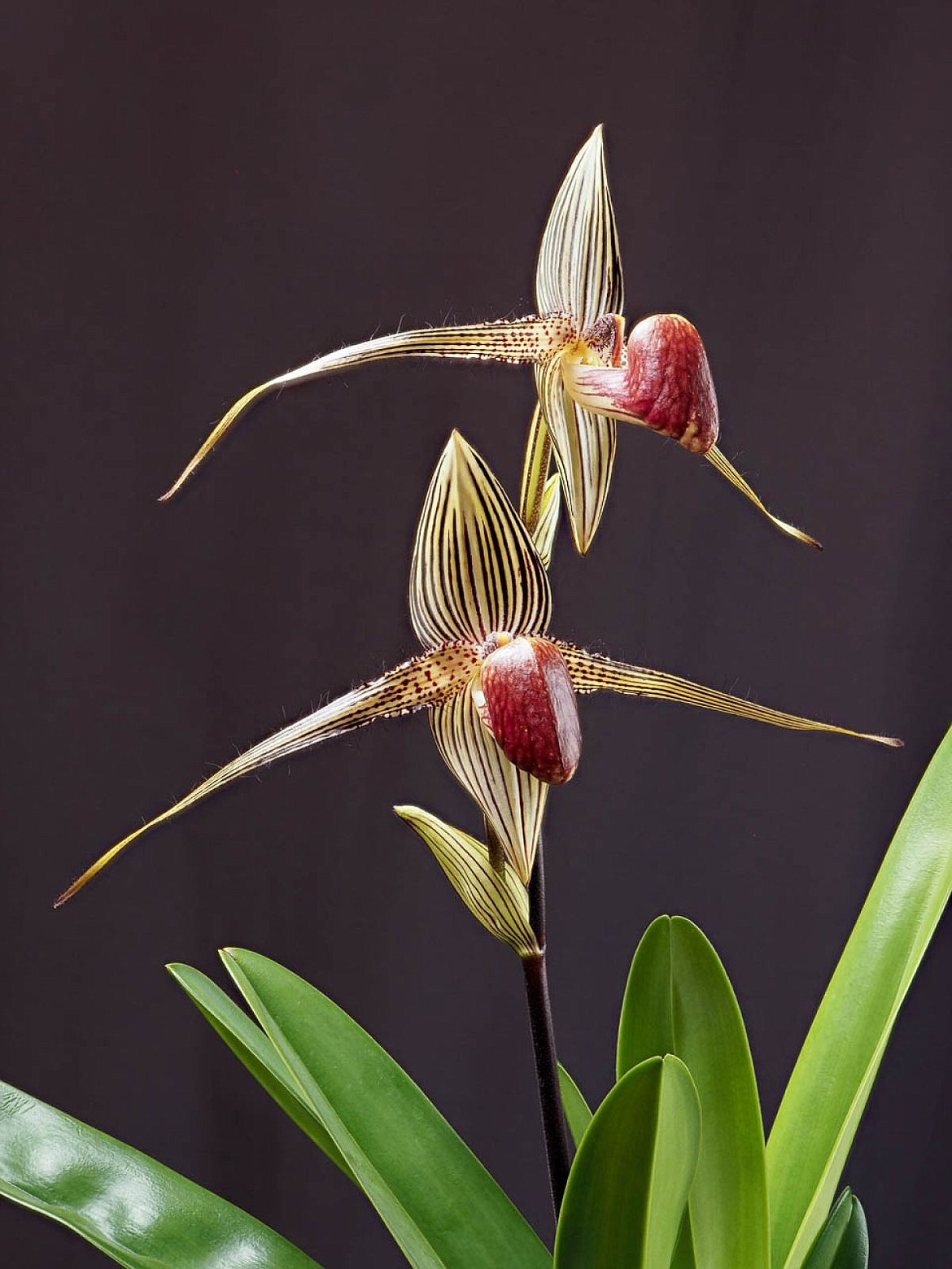 These large blooms are Rothchild Slipper Orchids from the mountain rainforests of North Borneo, with one stem costing five Gs.