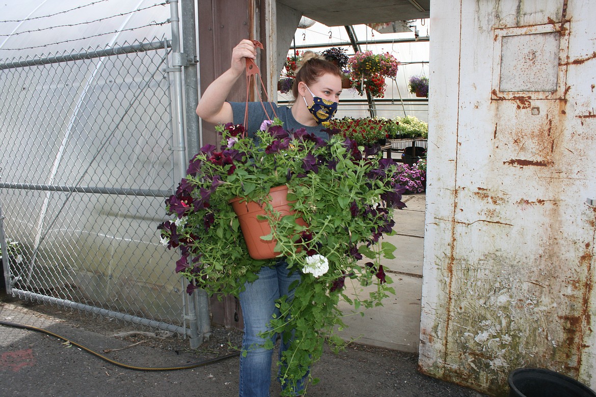 Moses Lake High School FFA co-adviser Emily Merrigan carries out a hanging basket for a customer. The annual MLHS FFA plant sale begins Thursday afternoon.