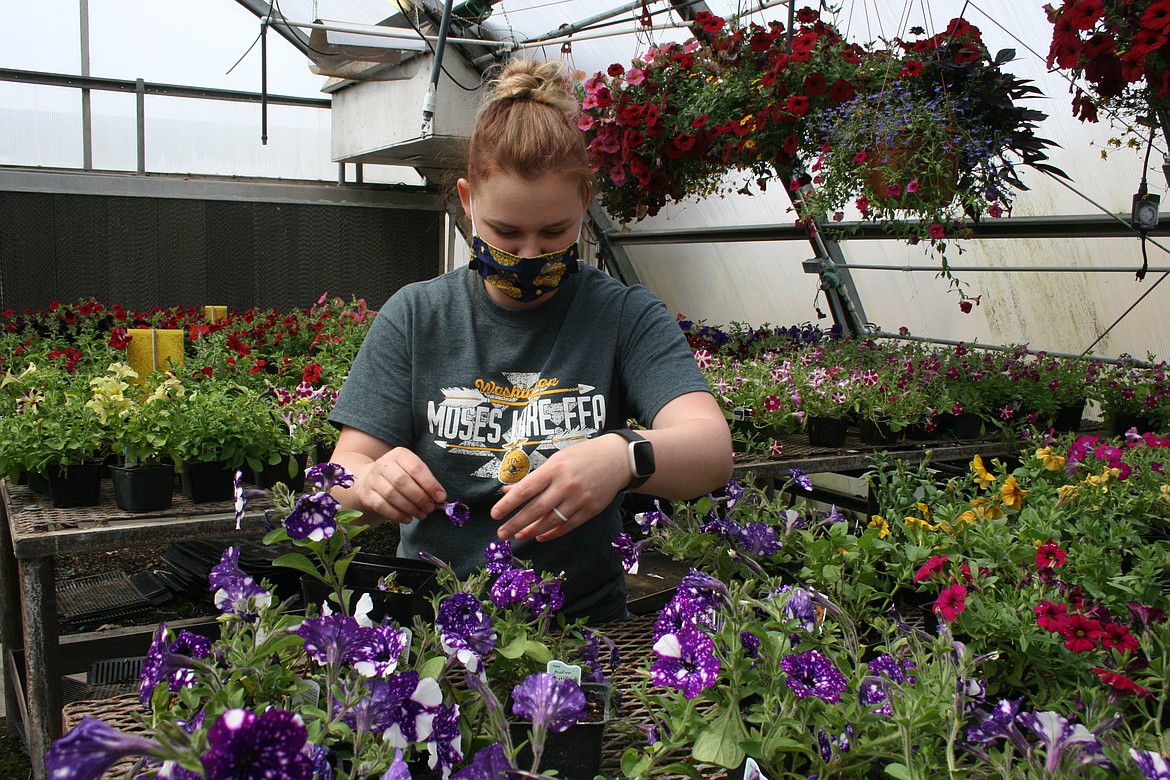 Moses Lake High School FFA co-advisor Emily Merrigan picks wilted blooms of the petunias in the MLHS greenhouse Wednesday. The annual FFA plant sale starts Thursday afternoon.