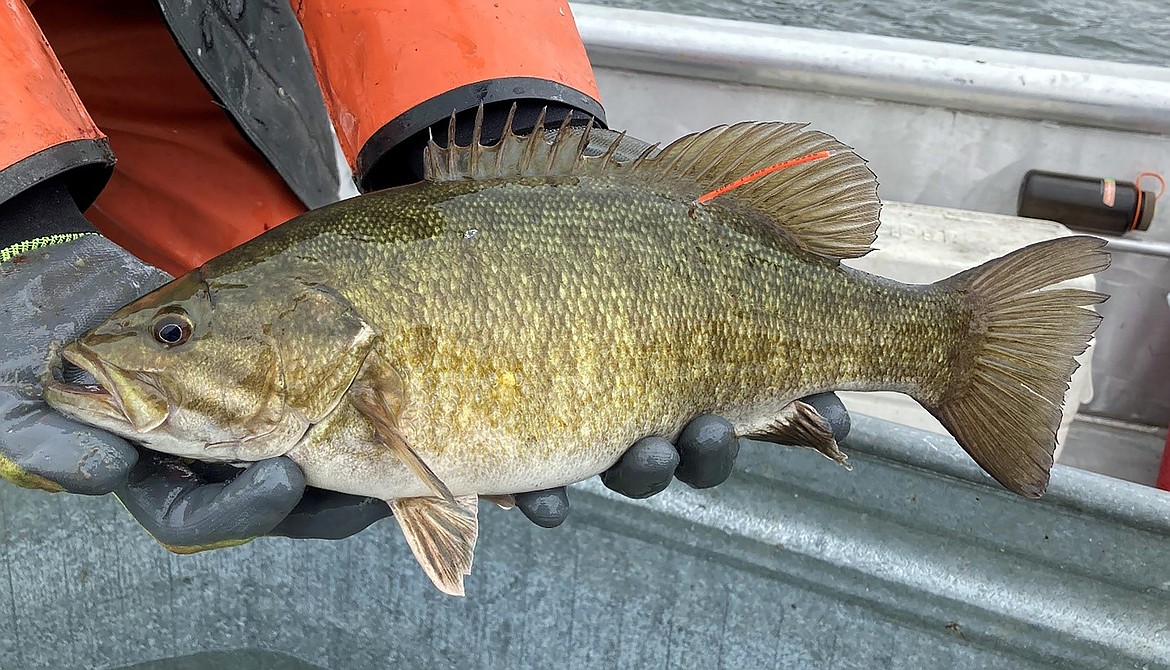 Anglers on Lake Pend Oreille are asked to report any tagged smallmouth bass they may catch during 2021-2022.