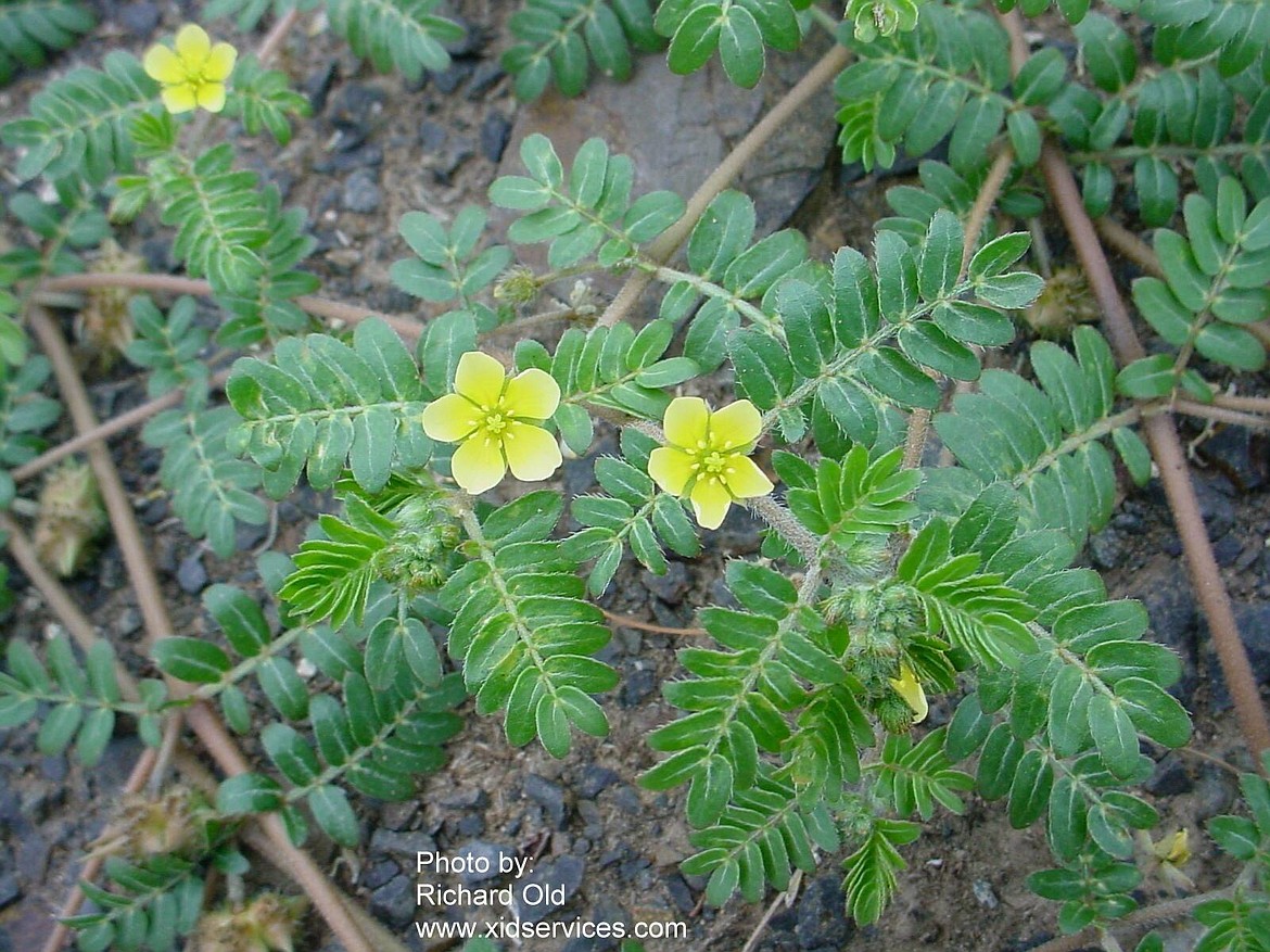 The little yellow flowers are a sign it's time to fight puncturevine, according to Craig Hintz of the Grant County Noxious Weed Control Board.