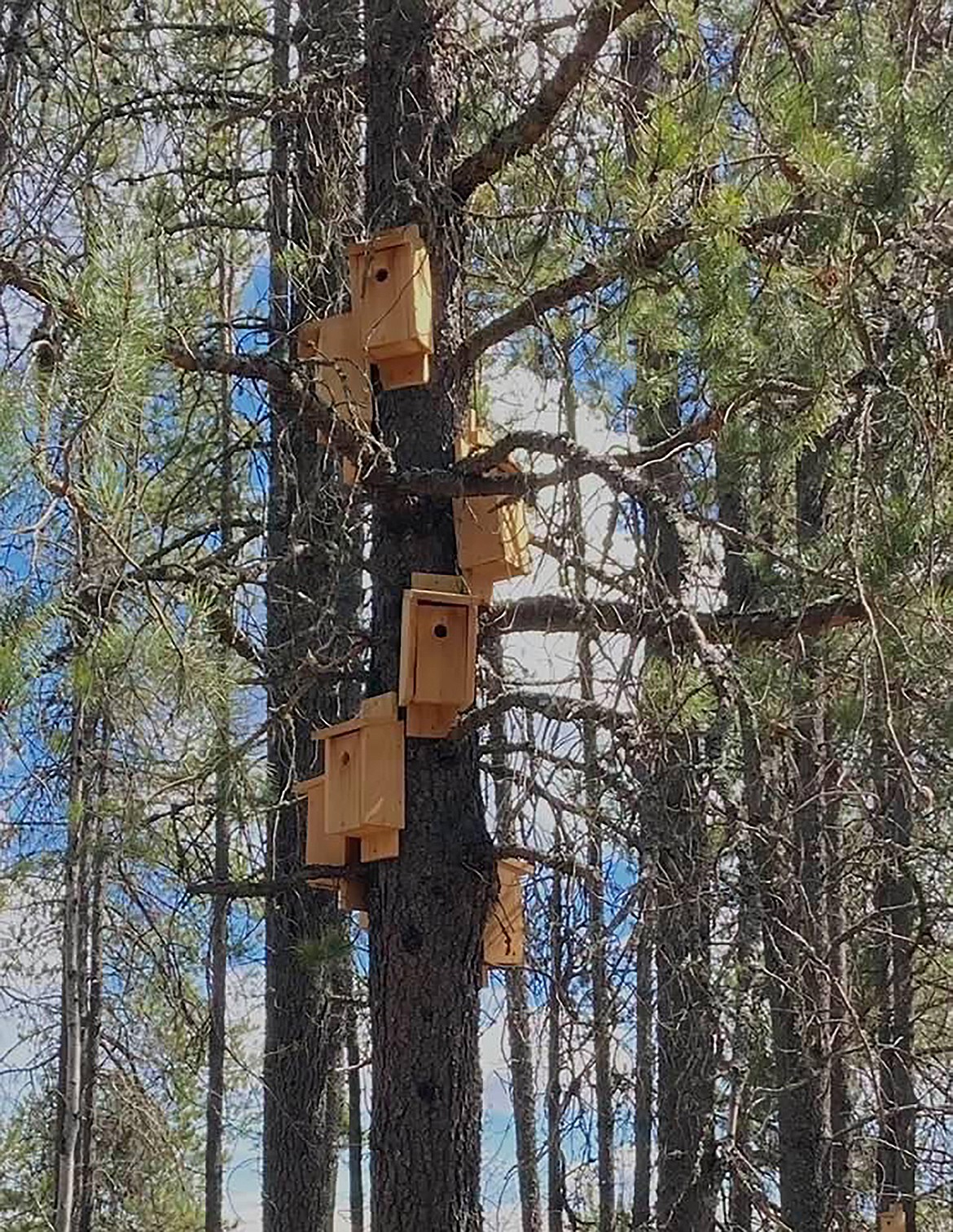 Margie Corcoran captured this Best shot of birdhouses in the woods along Dover Trail. If you have a photo that you took that you would like to see run as a Best Shot or I Took The Bee send it in to the Bonner County Daily Bee, P.O. Box 159, Sandpoint, Idaho, 83864; or drop them off at 310 Church St., Sandpoint. You may also email your pictures in to the Bonner County Daily Bee along with your name, caption information, hometown and phone number to bcdailybee@bonnercountydailybee.com.