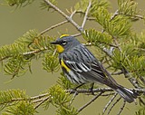 Audubon Spring