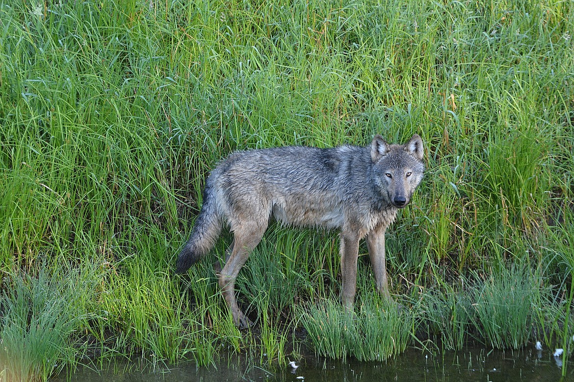 Photo by DON BARTLING/Hagadone News Network
This wolf was spotted in 2016 in Boundary County.