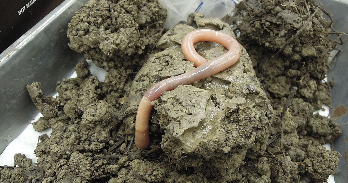 Idaho scientists find giant Palouse earthworm