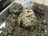 Critters of North Idaho: Giant Palouse Earthworm