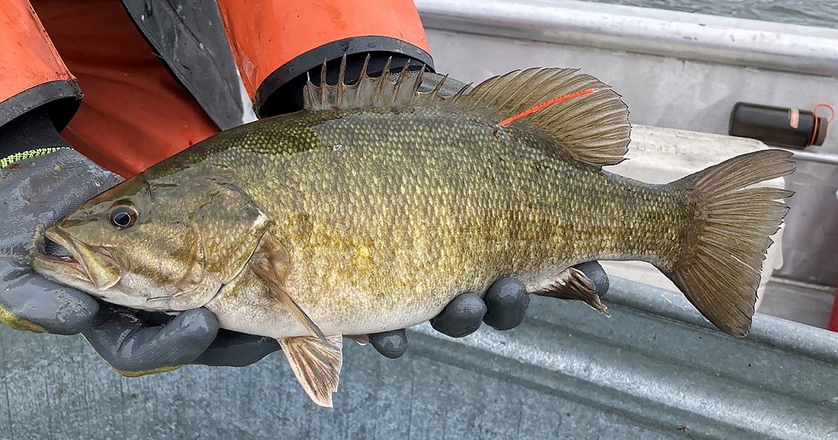 F&G tagging smallmouth bass to evaluate catch and harvest rates