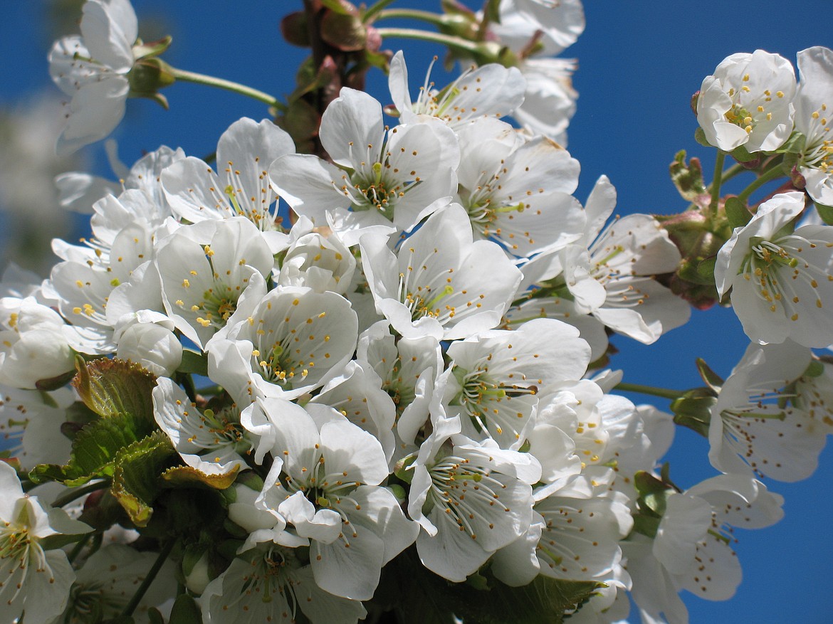 The cherry trees are in full bloom on the east shore of Flathead Lake. Full bloom should last through early next week, weather permitting, according to Barbara Hammons, office administrator for the Flathead Lake Cherry Growers Inc. (Photo by Barbara Hammons)