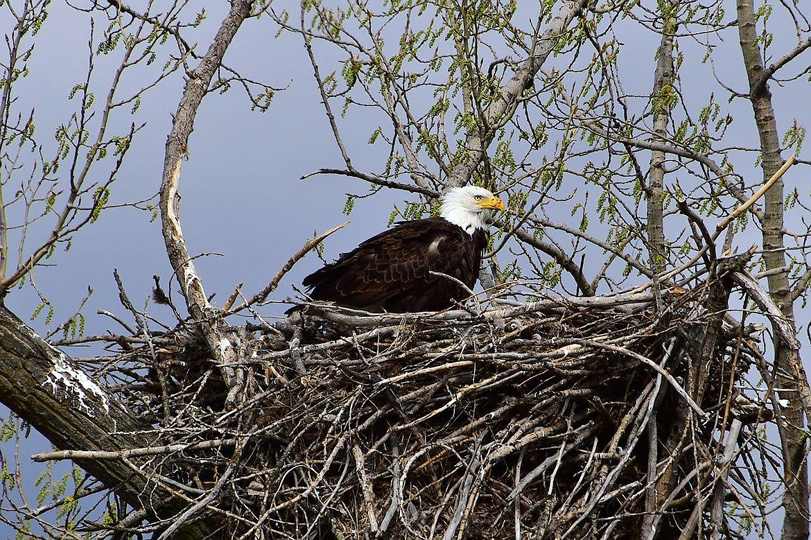 An eagle in the Riverside Street area keeps a close eye on the area in this photo that local photographer Robert Kalberg captured during recent "adventure drive."