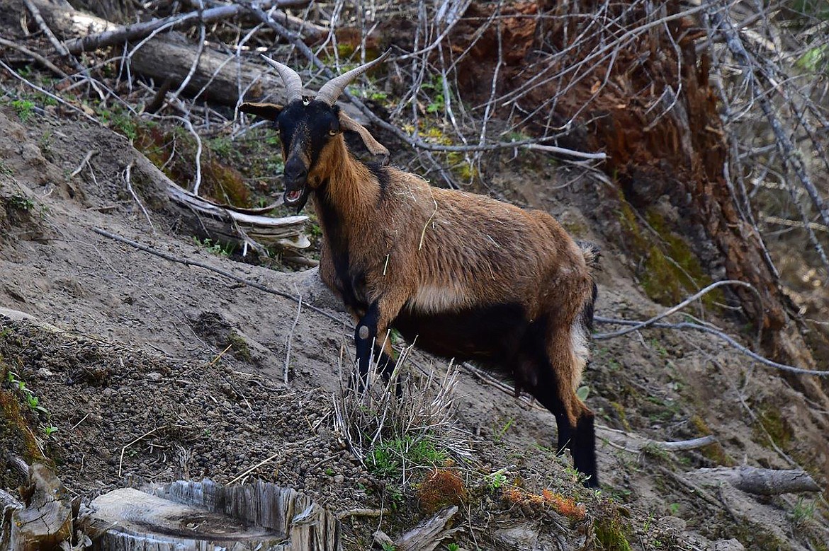 A goat is seen making its way up a hill in the Westside Road area by local photographer Robert Kalberg captured during recent "adventure drive."