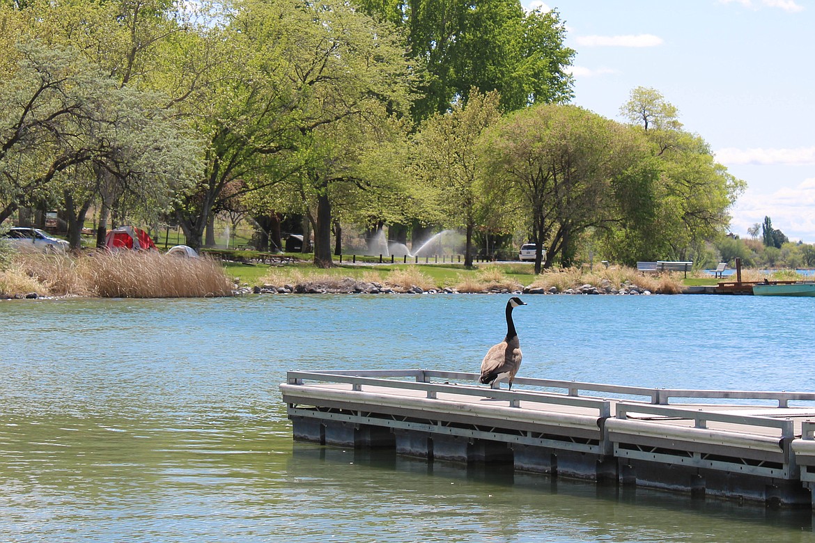 A goose enjoys the newly placed dock in the camping area of Cascade Park in Moses Lake