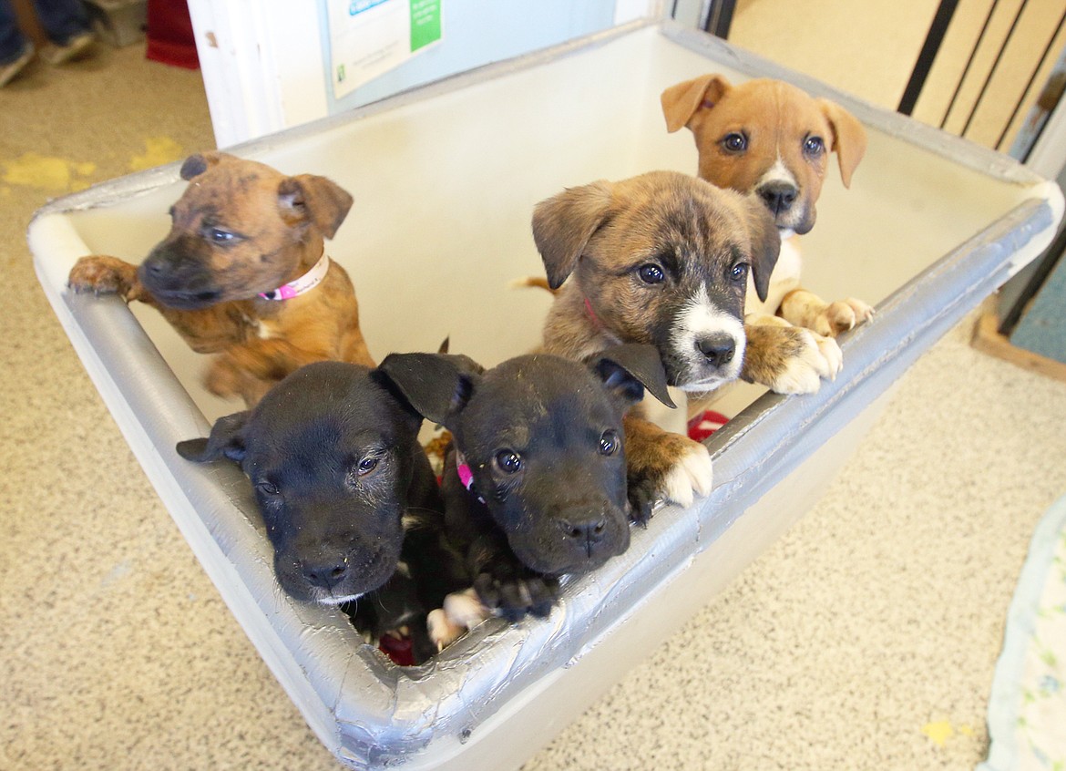 These puppies arrived at the Kootenai Humane Society on a rescue flight from Tulsa, Okla. in March.