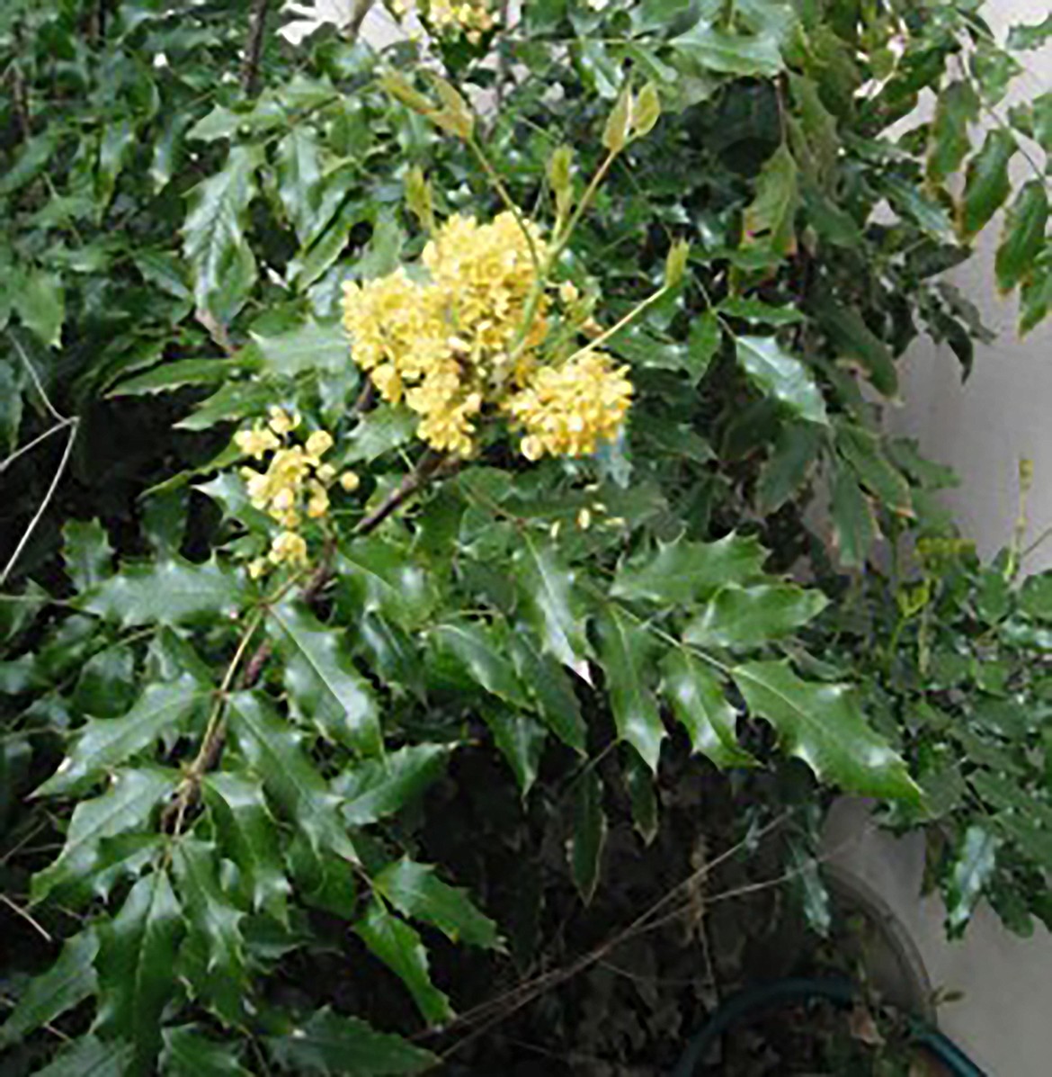 The Tall Oregon Grape is a Pacific Coast native from southern British Columbia to northern California, stretching across eastern Washington to the Idaho panhandle and western Montana.