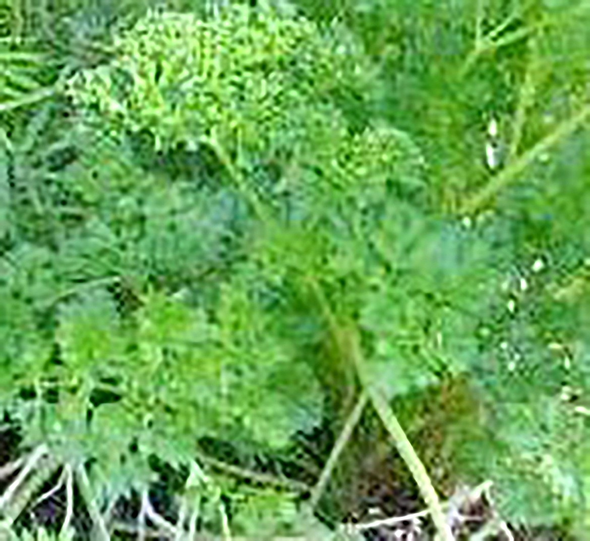 Parsley is healthy for Swallowtail butterfly larvae as well as we humans.