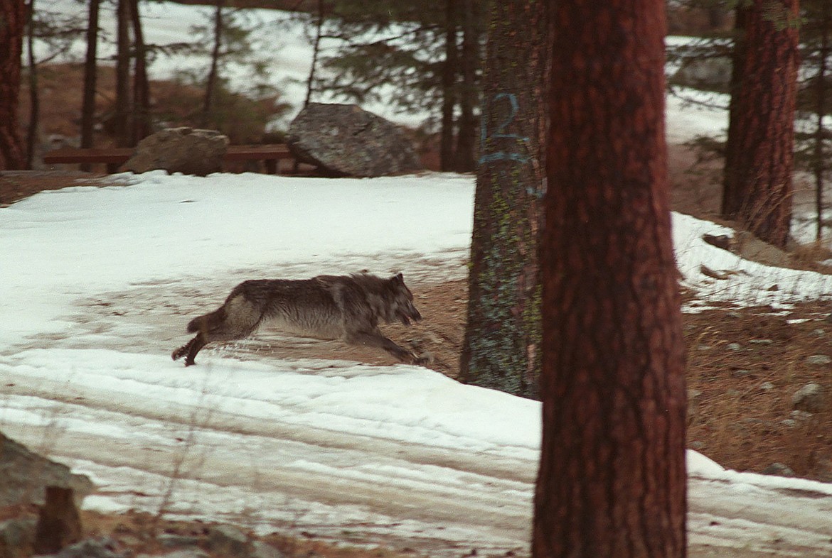 In this Jan. 14, 1995, file photo, a wolf leaps across a road into the wilds of Central Idaho. Idaho Gov. Brad Little has signed into law a measure that could lead to the killing of 90% of the state's 1,500 wolves. The Republican governor signed the bill on Thursday, May 6, 2021, that had passed the Senate and House with enough votes to overcome a veto.