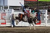 Back in the saddle: Grand Coulee holds its biggest rodeo yet