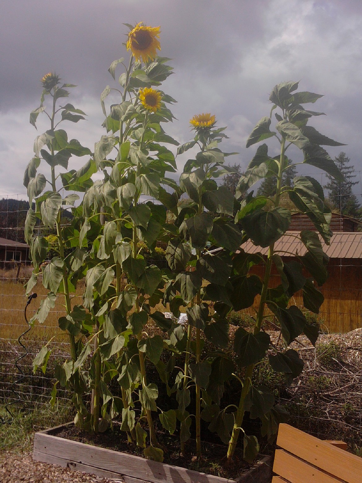 Sunflowers tower over the rest of the garden.
Courtesy Michelle Patterson