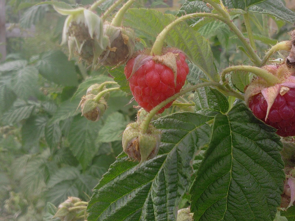 Raspberries are ready to pick in a previous season at the Bigfork/Ferndale Community Garden.
Courtesy Michelle Patterson