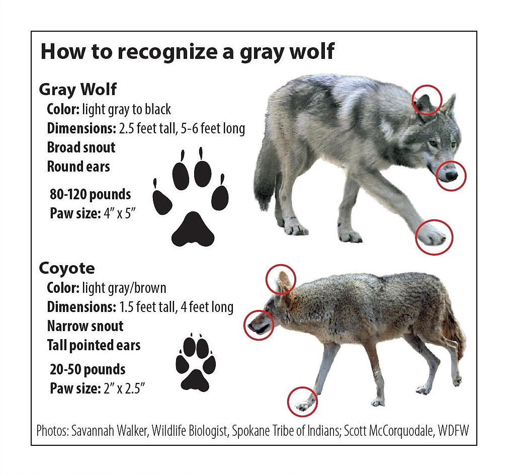 Department of Fish & Wildlife gray wolf identification diagram.