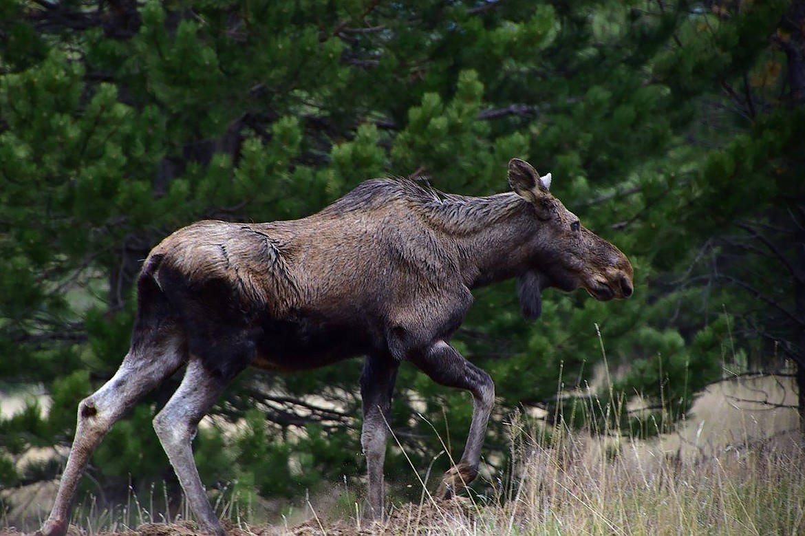 Local photographer Robert Kalberg captured this photo of a moose in the Kootenai Trail area recently.