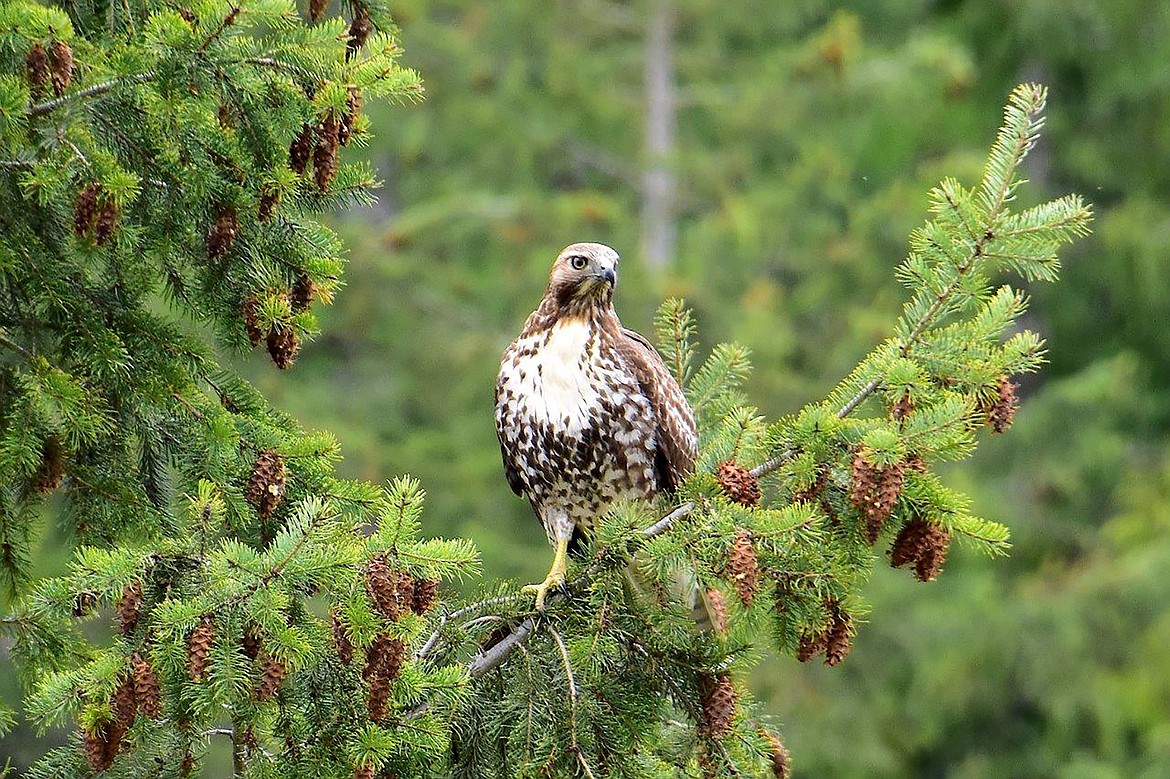 Local photographer Robert Kalberg captured this photo in the Riverside Street area recently.