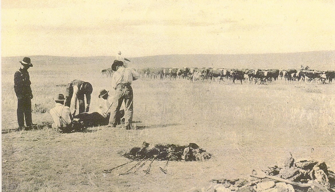 Branding cattle in Old West Montana.