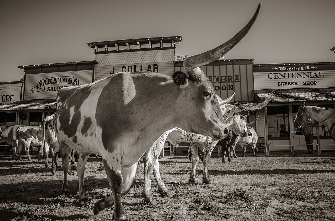 Longhorn cattle at Dodge City, Kan., once a hub of the open range cattle drives.