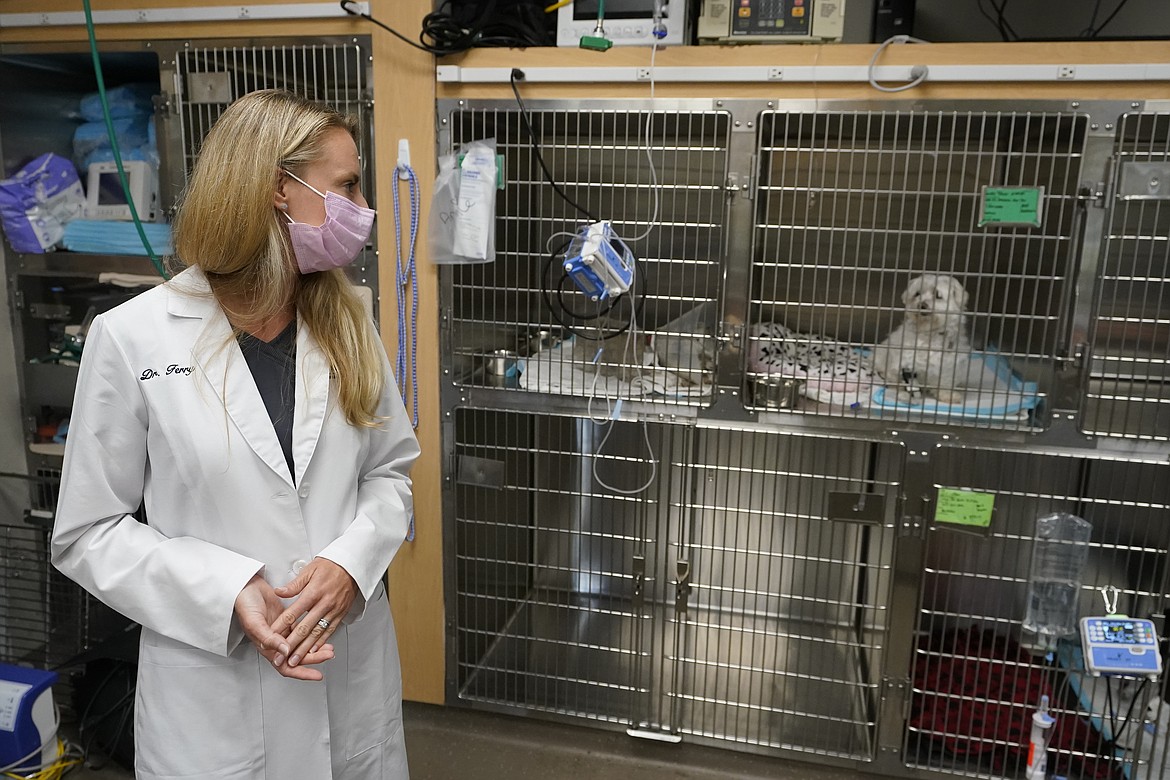 Dr. Katarzyna Ferry, left, looks over at dog named Wendy who is being treated for a flare-up of Addison's disease, Monday, April 12, 2021, at the Veterinary Specialty Hospital of Palm Beach Gardens in Palm Beach Gardens, Fla. Forced to stay at home due to the pandemic, Americans adopted nearly 12 million pets last year meaning the average vet clinic saw nearly 400 new patients last year. Veterinarian offices across the country are experiencing unprecedented demand, adding extra staff and extending hours to fill in the gaps. “We are still short staffed despite active seeking of additional staff,” said Ferry.