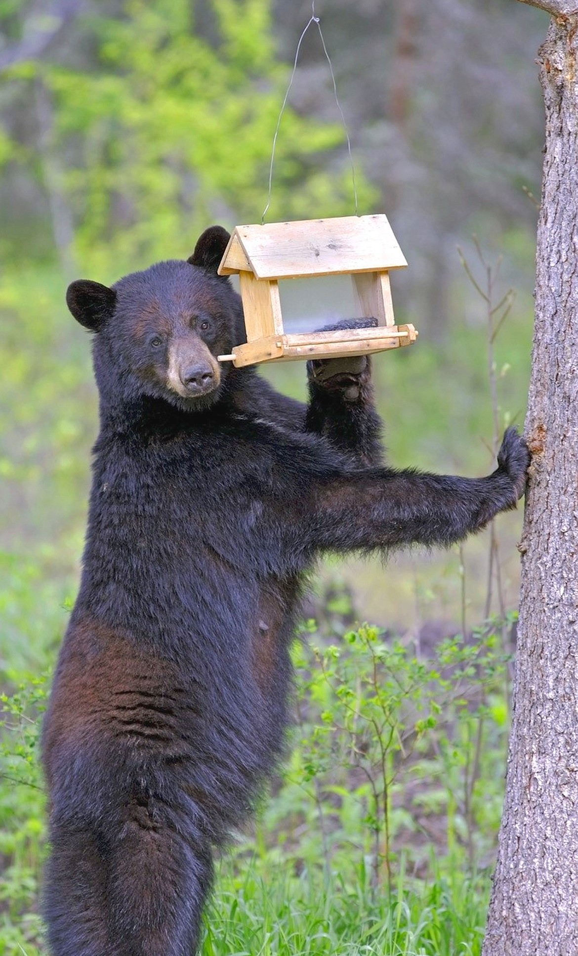 Photo courtesy Idaho Department of Fish and Game/rokopix/Shutterstock.com
Black bear eating bird seed from a bird feeder.