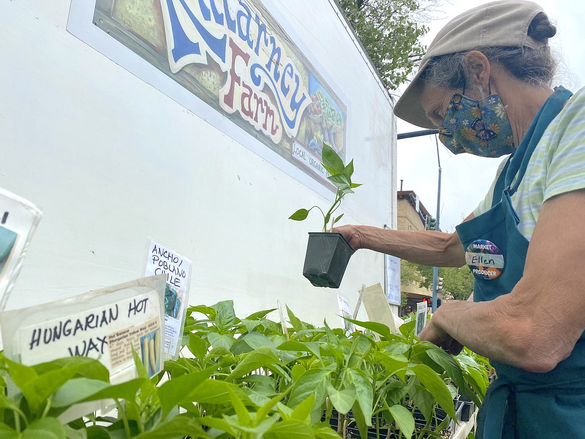 Adjusting one of the 50 crops she tends to, Ellen Scriven from Killarney Farm sets up the first Wednesday market booth of her 25th season. (MADISON HARDY/Press)